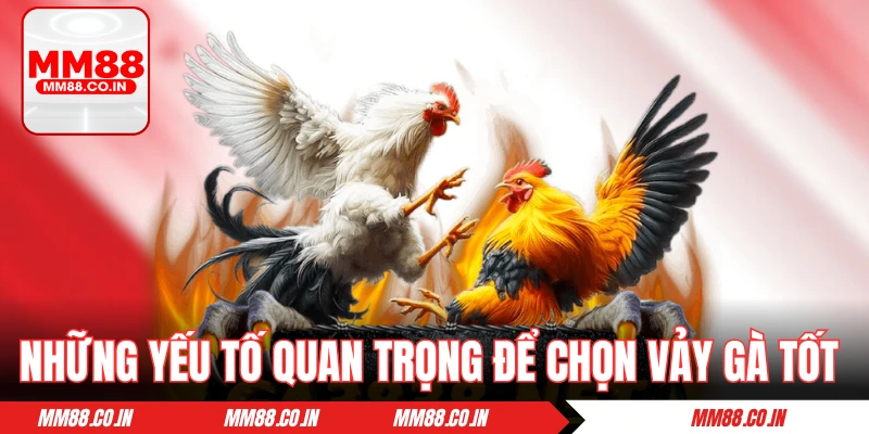 Những yếu tố quan trọng để chọn vảy gà tốt nên chọi